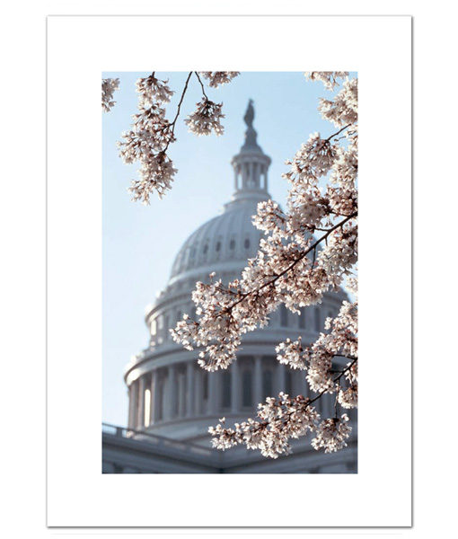 US Capitol in Springtime