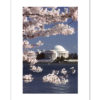 Jefferson Memorial Cherry Blossoms