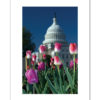 Spring Tulips at the US Capitol