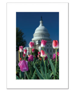 Spring Tulips at the US Capitol