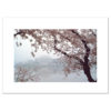 Jefferson Memorial Cherry Blossoms blank card
