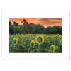 Sunflowers blank cards